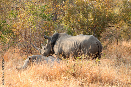 shot African White Rhino in a South African Game Reserve