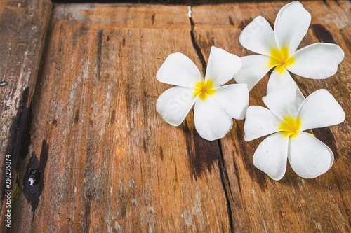 White Frangipani (Plumeria) flowers on wooden floor background