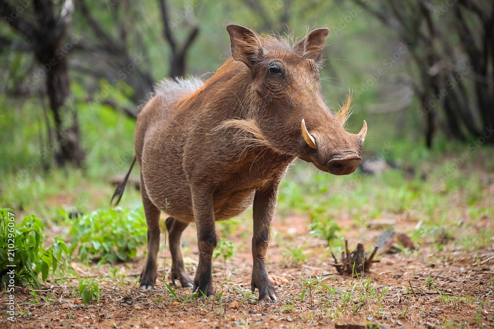 Close up of a wild African Warthog Close up of a wild African Warthog