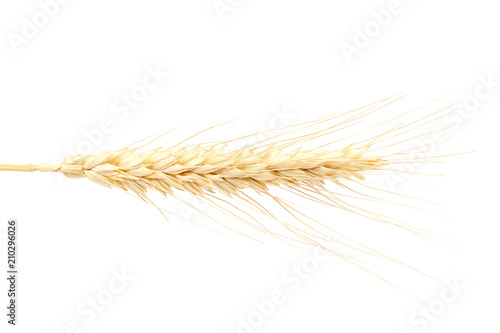 Wheat ear isolated on a white background.