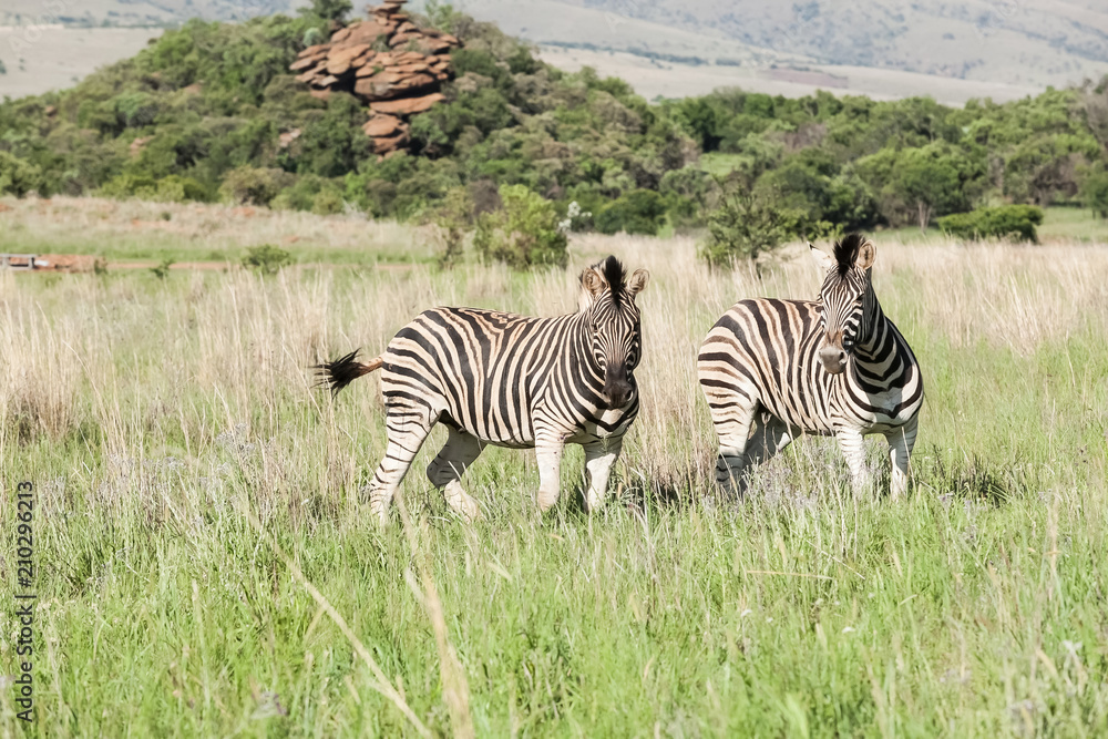 Fototapeta premium Two African Zebras on the savannah