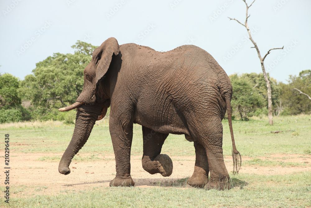 Fototapeta premium African Elephants in South African game reserve