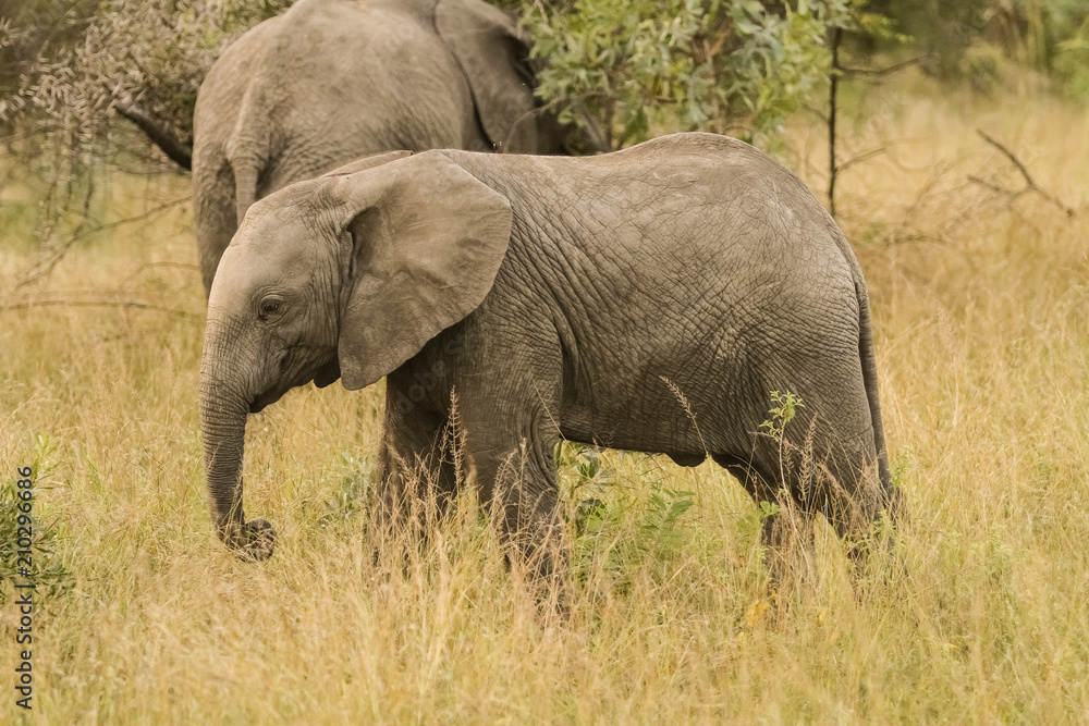 Naklejka premium Słonie afrykańskie w południowoafrykańskim rezerwacie dzikich zwierząt