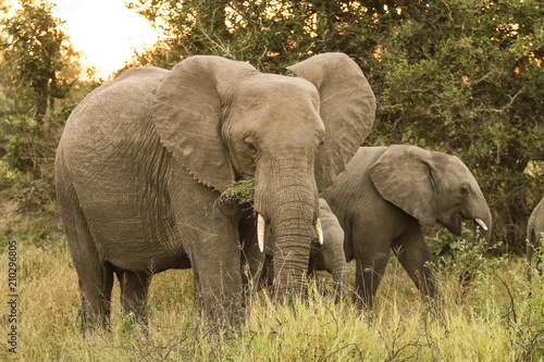 African Elephants in South African game reserve