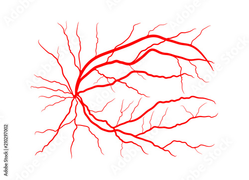 eye vein system x ray angiography vector design isolated on white photo