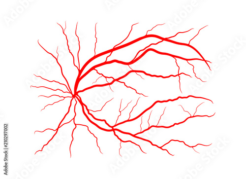 eye vein system x ray angiography vector design isolated on white