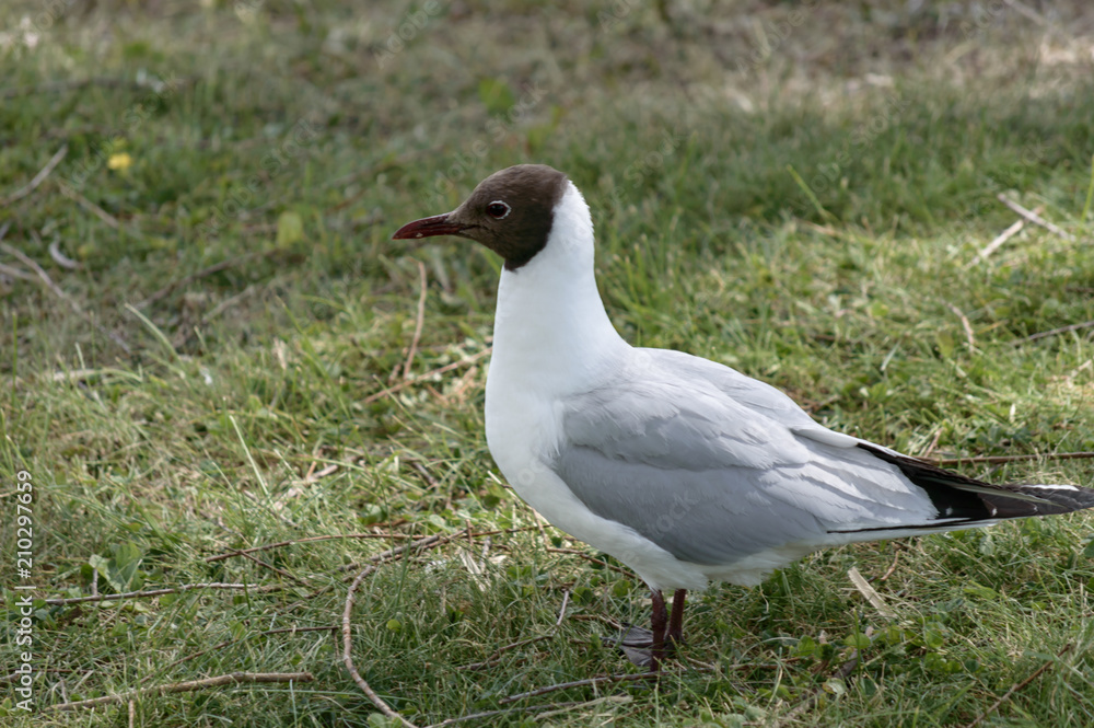 Chroicocephalus Ridibundus (Black-headed gull) Chroicocephalus Ridibundus (Black-headed gull)