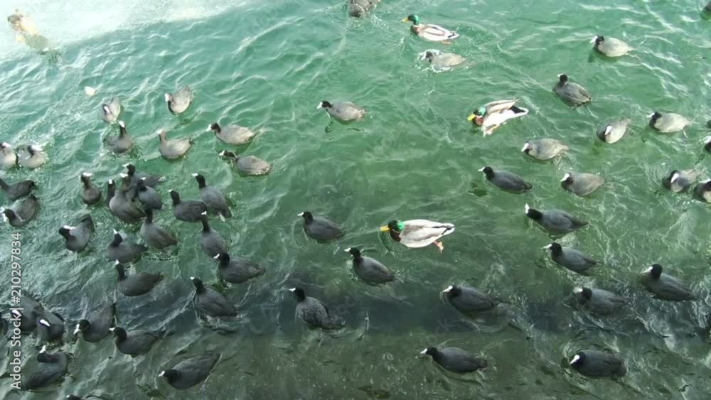 Birds Feeding. Birds feeding on a frozen lake in winter. Birds Feeding. Birds feeding on a frozen lake in winter.