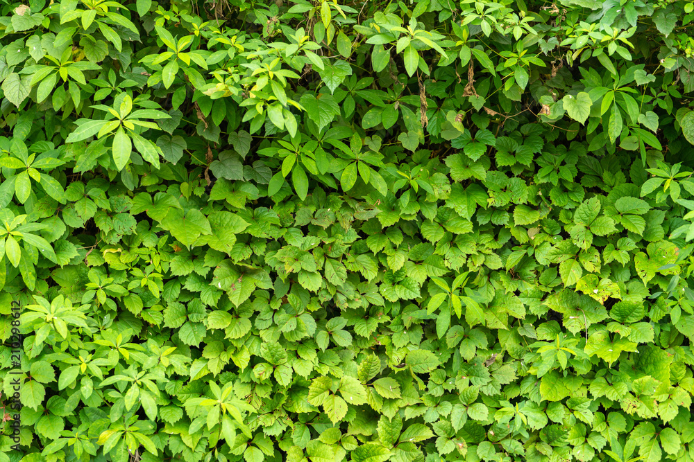 Fototapeta premium A wall of green leaves