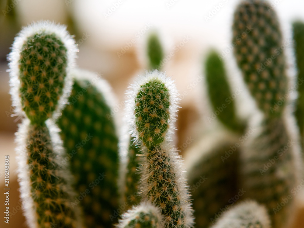 Cactus. Opuntia microdasys Cactus. Opuntia microdasys