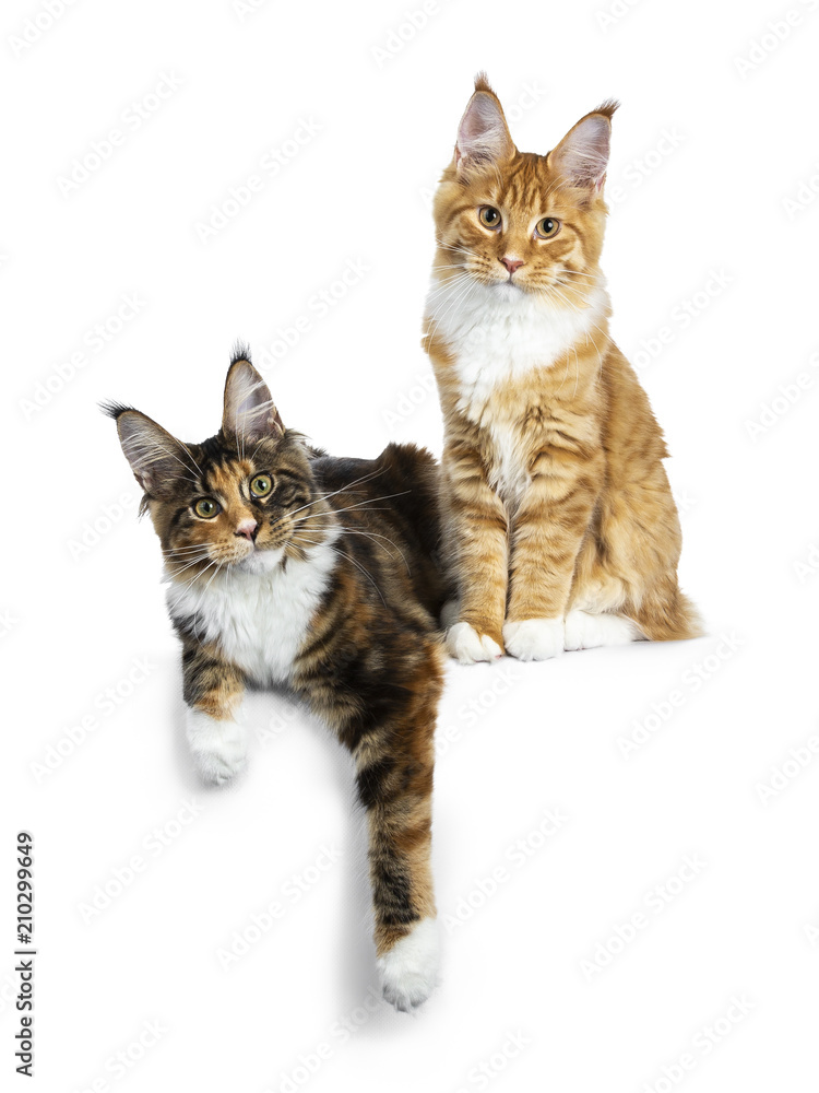 Duo of red tabby and a black tortie Maine Coon cat kittens, laying and sitting isolated on white background looking at lens