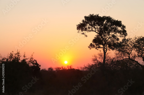 Fototapeta Naklejka Na Ścianę i Meble -  Silhouette tree at sunset on safari in South African