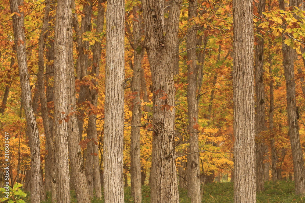 Obraz premium 橙色に染まった森