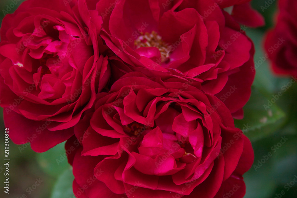 Naklejka premium Flowering bush with beautiful red roses.