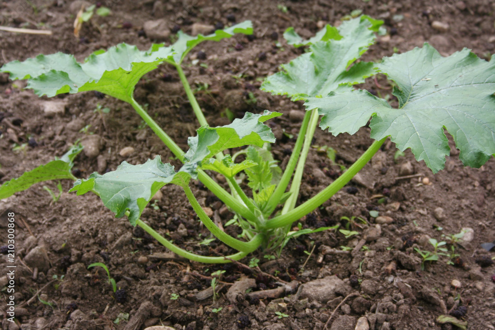 Zucchini plant growing in the vegetable garden Zucchini plant growing in the vegetable garden