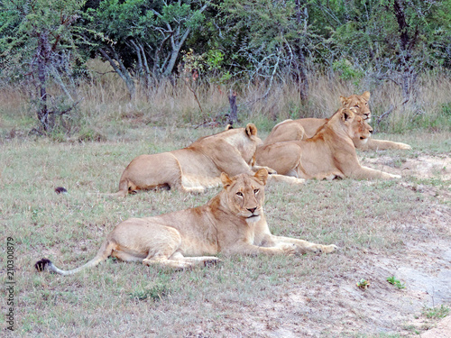 Lionesses (Panthera leo) resting in the Kruger National Park, South Africa 