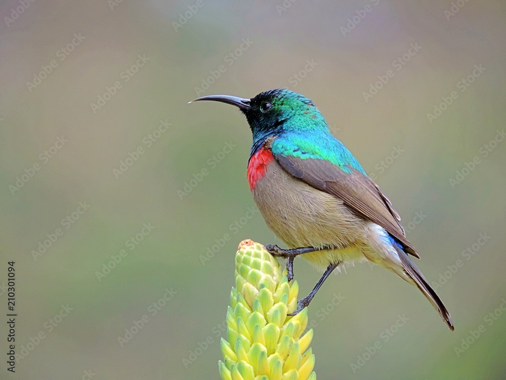 Fototapeta premium Double collared sunbird (Cinnyris chalybeus) photographed in Cape Town, South Africa