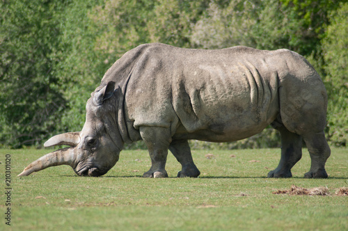Rhinoc  ros    Plan  te sauvage