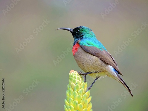 Double collared sunbird (Cinnyris chalybeus) photographed in Cape Town, South Africa photo