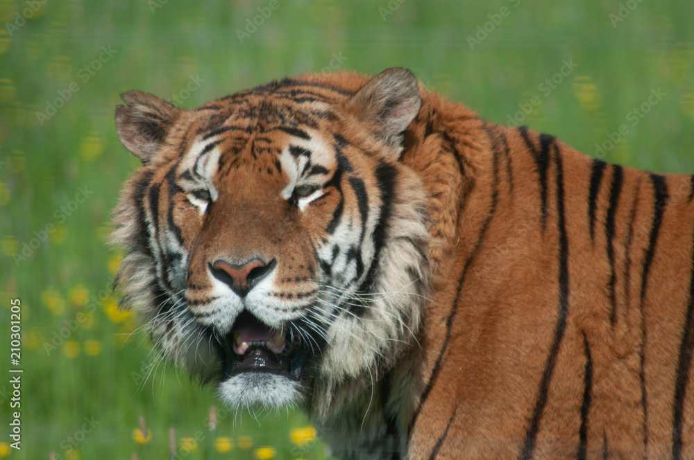 Tigre à Planète sauvage