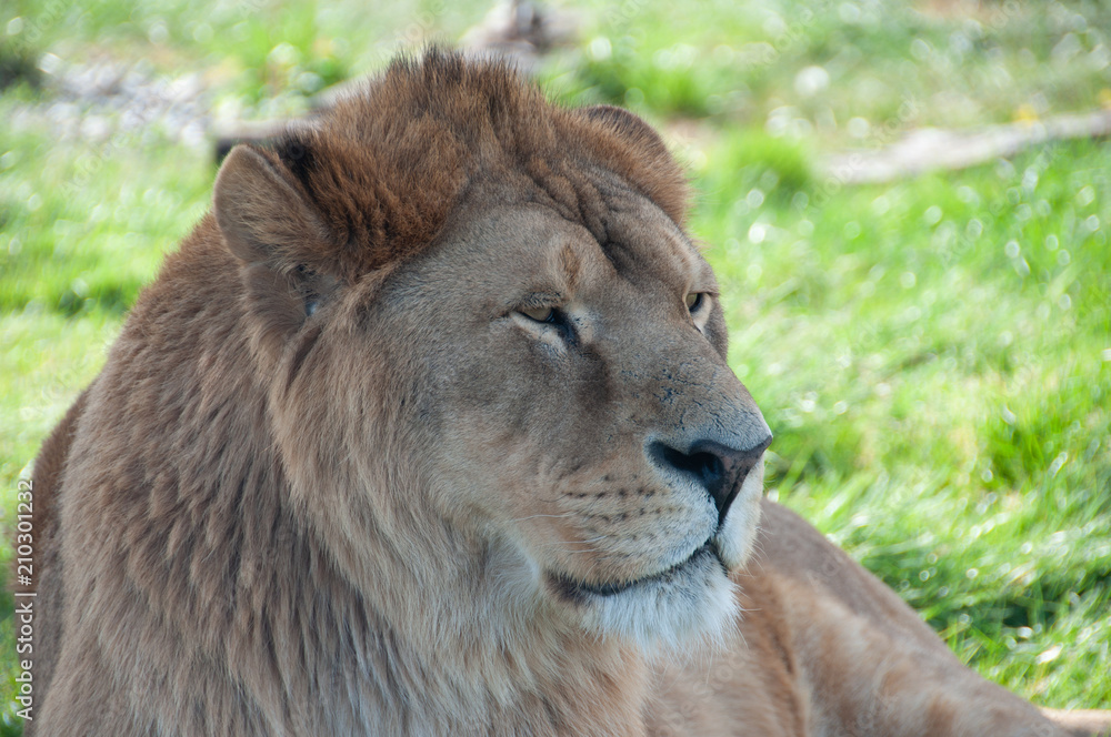 Fototapeta premium Lion à Planète sauvage