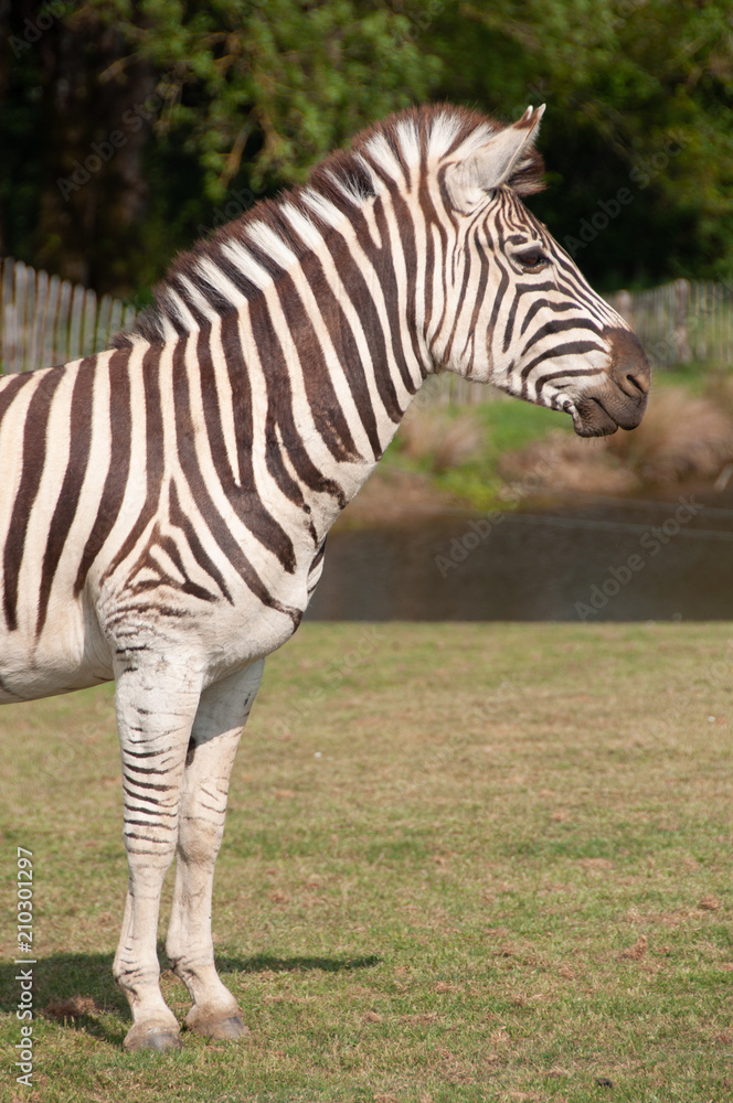 Zebre à Planète sauvage