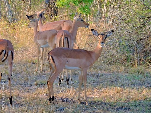 Impala female (Aepyceros melampus) in the Kruger Park