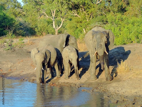 Herd of African elephants (Loxodonta africana) at Kruger National Park