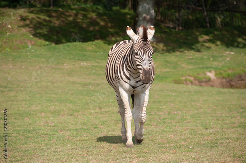 Zebre à Planète sauvage