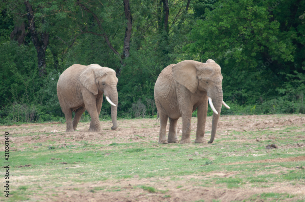 Fototapeta premium Elephants à Planète sauvage