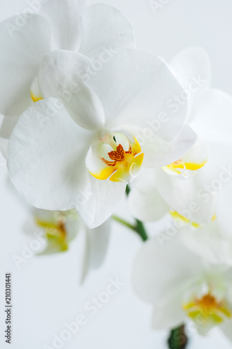 Beautiful orchid flower. Close up. White background.