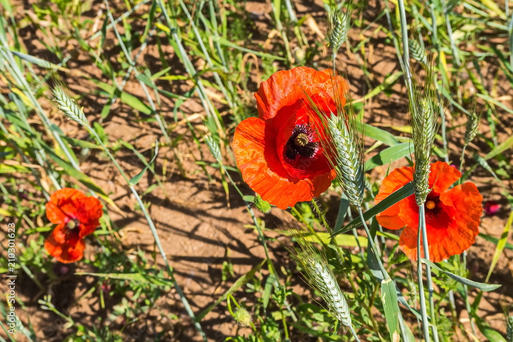 Poppy fields of the Pskov region. Poppies and wheat on the Russian fields. Poppy fields of the Pskov region. Poppies and wheat on the Russian fields.