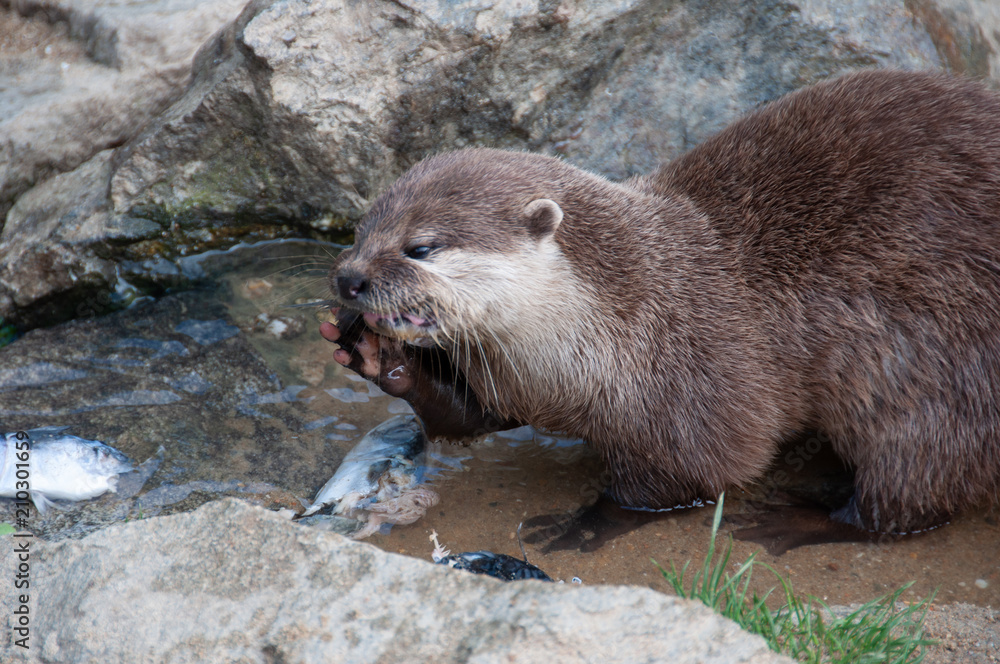 Le repas de la Loutre à Planète sauvage Le repas de la Loutre à Planète sauvage