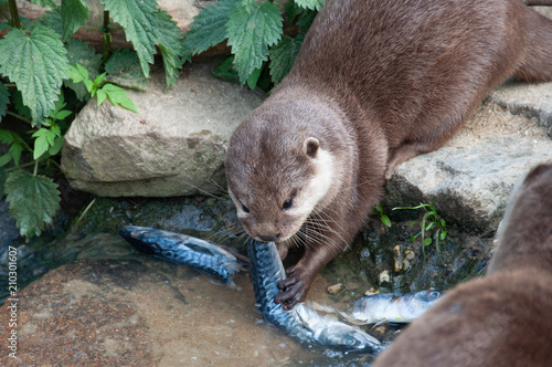 Le repas de la Loutre à Planète sauvage