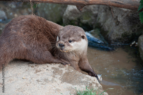 Le repas de la Loutre à Planète sauvage