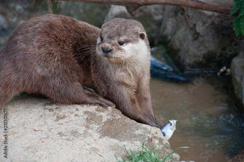 Le repas de la Loutre à Planète sauvage