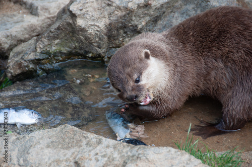 Le repas de la Loutre à Planète sauvage