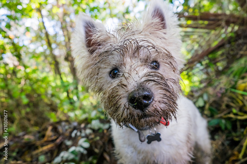 Dirty west highland terrier westie dog with muddy face outdoors in nature photo