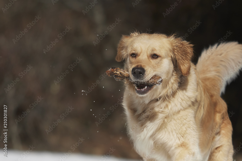 golden retriever playing with a stick in snow golden retriever playing with a stick in snow