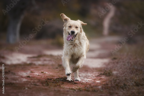 golden retriever playing and running in park