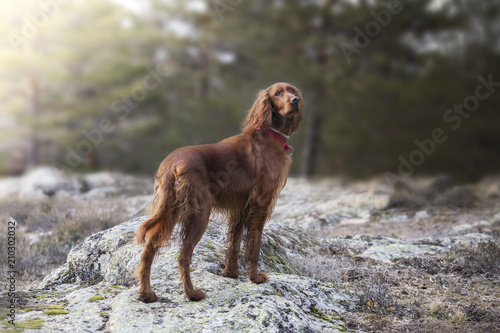 Irish setter standing on a rock in a park photo