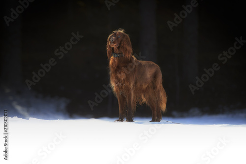 Irish setter standing on snowy meadow