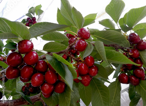 cherries bunches on the branch