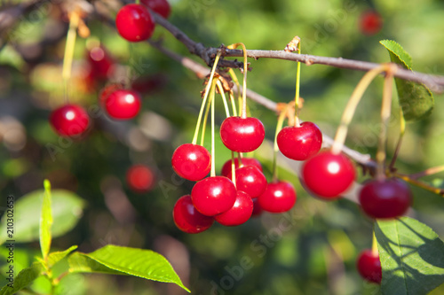 hanging cherries