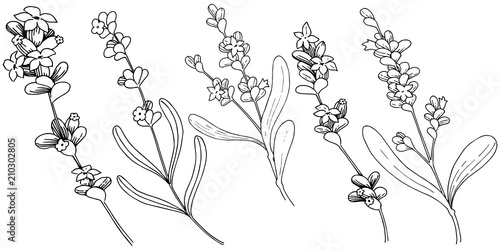 Lavender  flower in a vector style isolated. Full name of the plant: lavender. Vector flower for background, texture, wrapper pattern, frame or border.