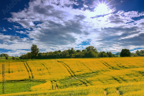 Fototapeta Naklejka Na Ścianę i Meble -  Mazury-kwitnienie rzepaku