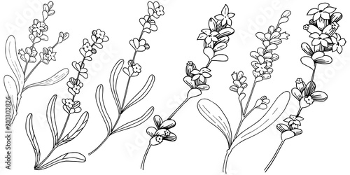 Lavender  flower in a vector style isolated. Full name of the plant: lavender. Vector flower for background, texture, wrapper pattern, frame or border.