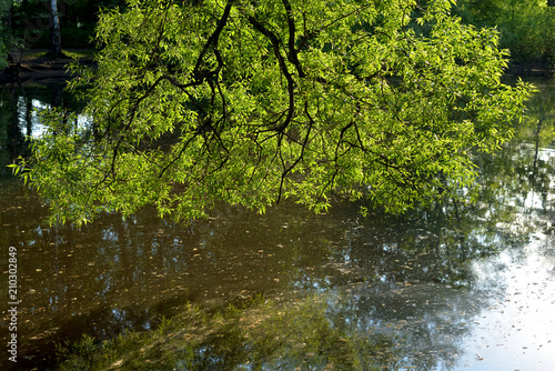 Overgrown with algae pond.