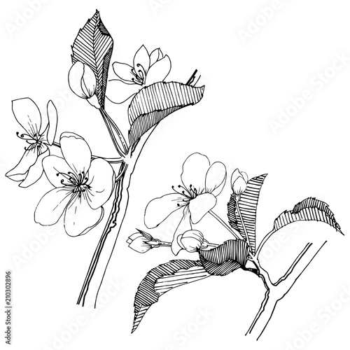 Apple tree in a vector style isolated. Full name of the plant: apple tree. Vector flower for background, texture, wrapper pattern, frame or border.