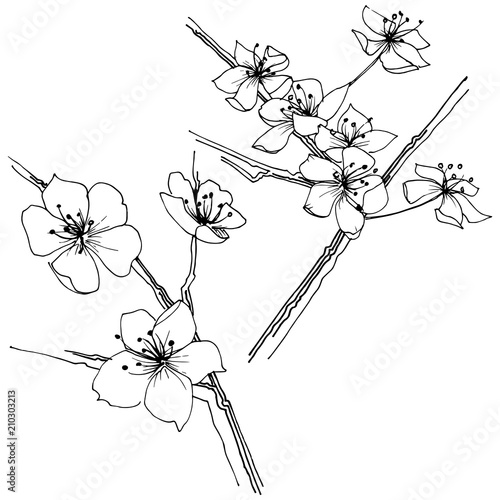 Sakura wildflower in a vector style isolated. Full name of the plant: sakura. Vector flower for background, texture, wrapper pattern, frame or border.